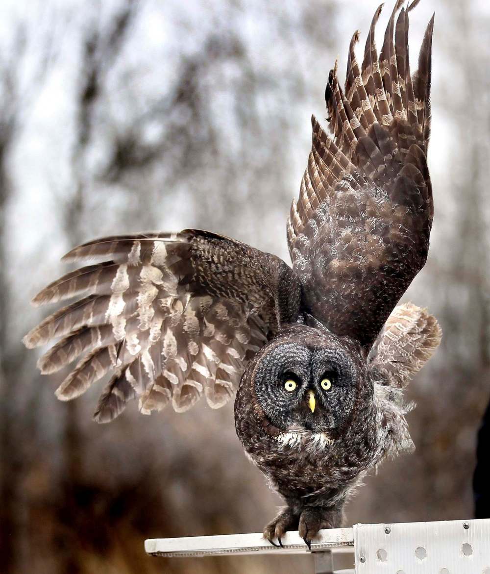 Conservation biologist Nicola Koper is looking at data from a birding app to find out how birds across North America are responding to decreases in ground and air traffic.
