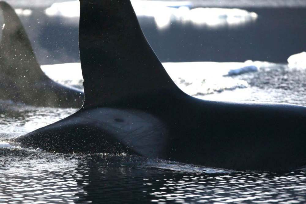 Kyle Lefort photo
The number of killer whales in Arctic waters was estimated based on a study of the number of individuals sighted in the region over a ten year period. This photo shows an example of a unique marking called a saddle patch that aids in the identification of individual whales.