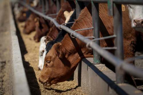 Jeff McIntosh / The Canadian Press files
Raising animals such as cattle for human consumption has proven to be a major contributor to greenhouse gases.