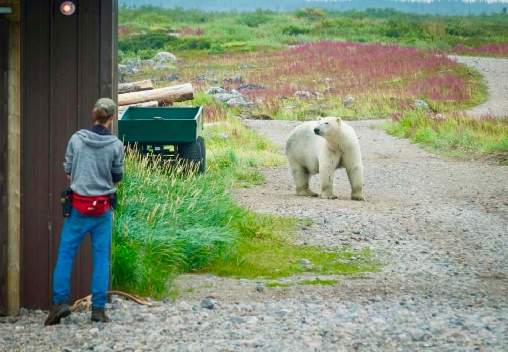 Clark Northwood
The Travel Lemming blog urges travellers to visit Churchill to lock eyes with a wild polar bear.