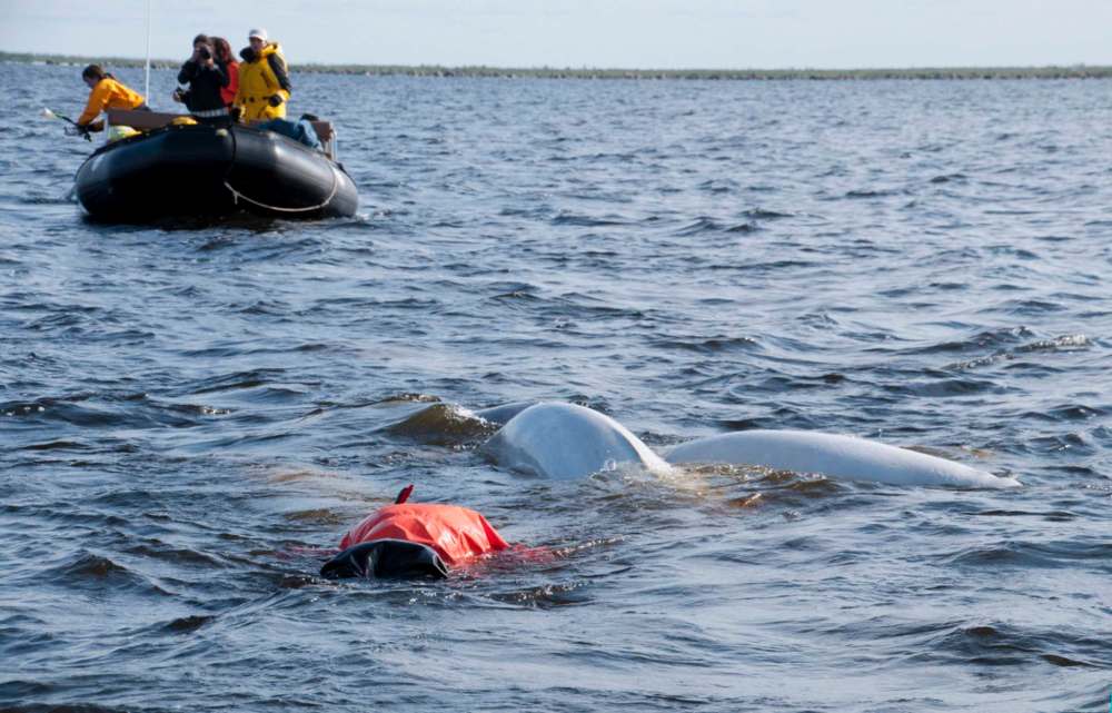 Ron Thiessen
Gord Mackintosh bets the belugas sing a darn good version of Raffi’s Baby Beluga.