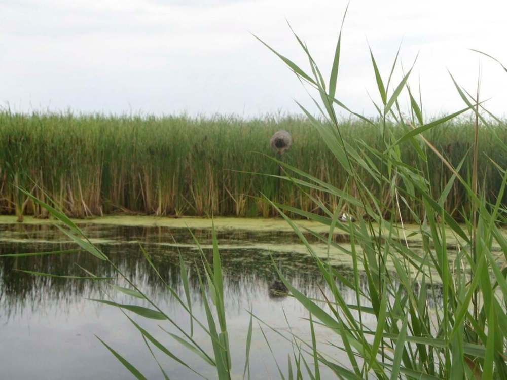 Thousands of farmland acres to be restored to natural habitat