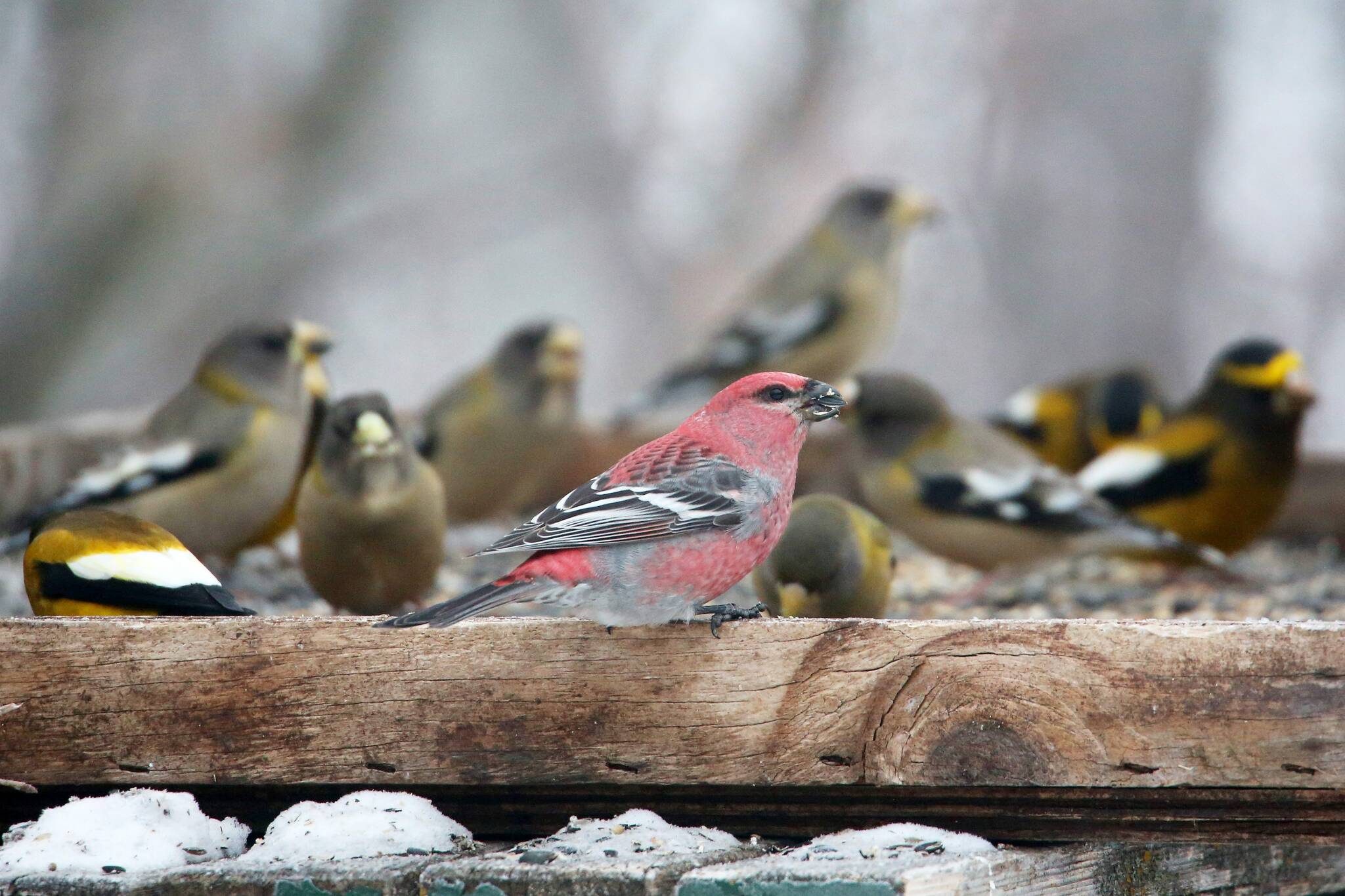 Counting on a Christmas tradition Winnipeg Free Press