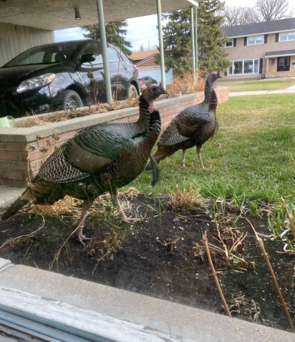 Ben Sigurdson / Winnipeg Free Press files
There were no more imperious visitors than these turkeys.