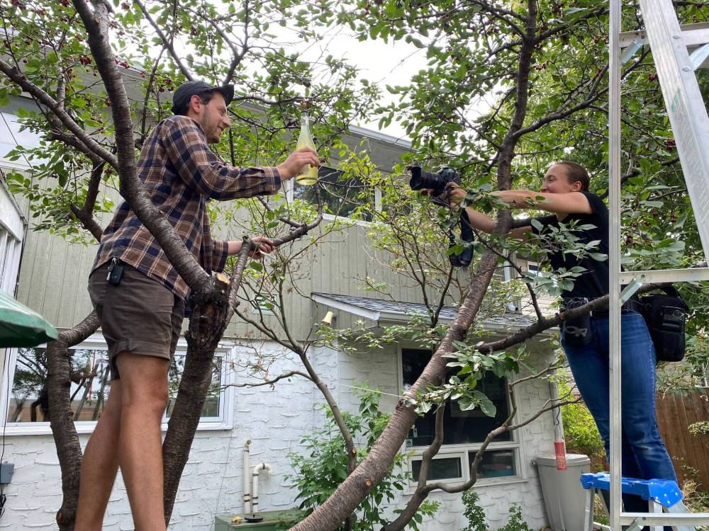 Ben Sigurdson / Winnipeg Free Press files
The new house’s fruit trees were a source of joy and on-topic enough to serve as a prop when Free Press photographer Mikaela Mackenzie (right) photographed Jesse Oberman of Next Friend Cider in the cherry tree.