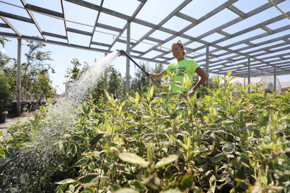RUTH BONNEVILLE / WINNIPEG FREE PRESS
The weather can be a temptation for a second season of quick-growing vegetables such as lettuce, spinach or kale, but a September frost can ruin those plans, says Jan DuBois.