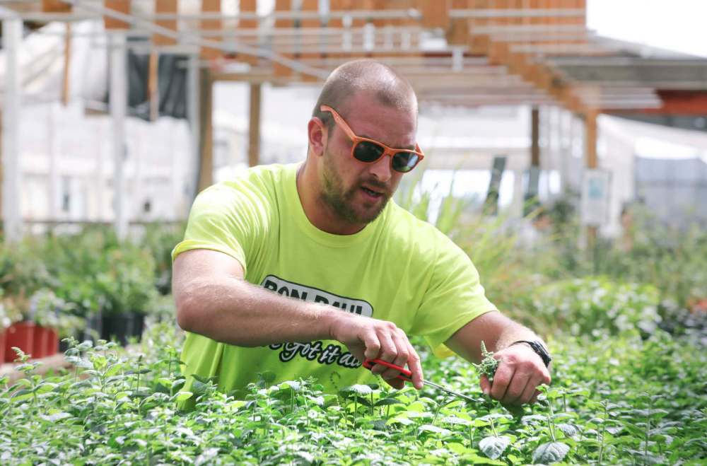RUTH BONNEVILLE / WINNIPEG FREE PRESS
Ryan Stupak prunes different varieties of perennials at Ron Paul Garden Centre.