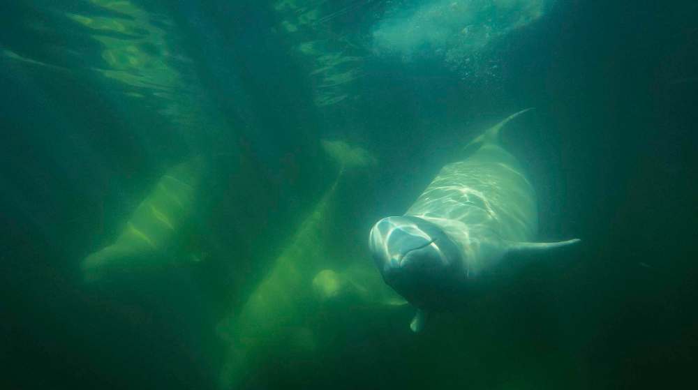 Build Films / Oceans North
Belugas are small, curious and seemingly unafraid. The estuaries in southwestern Hudson Bay are home to the largest population of belugas in the world.