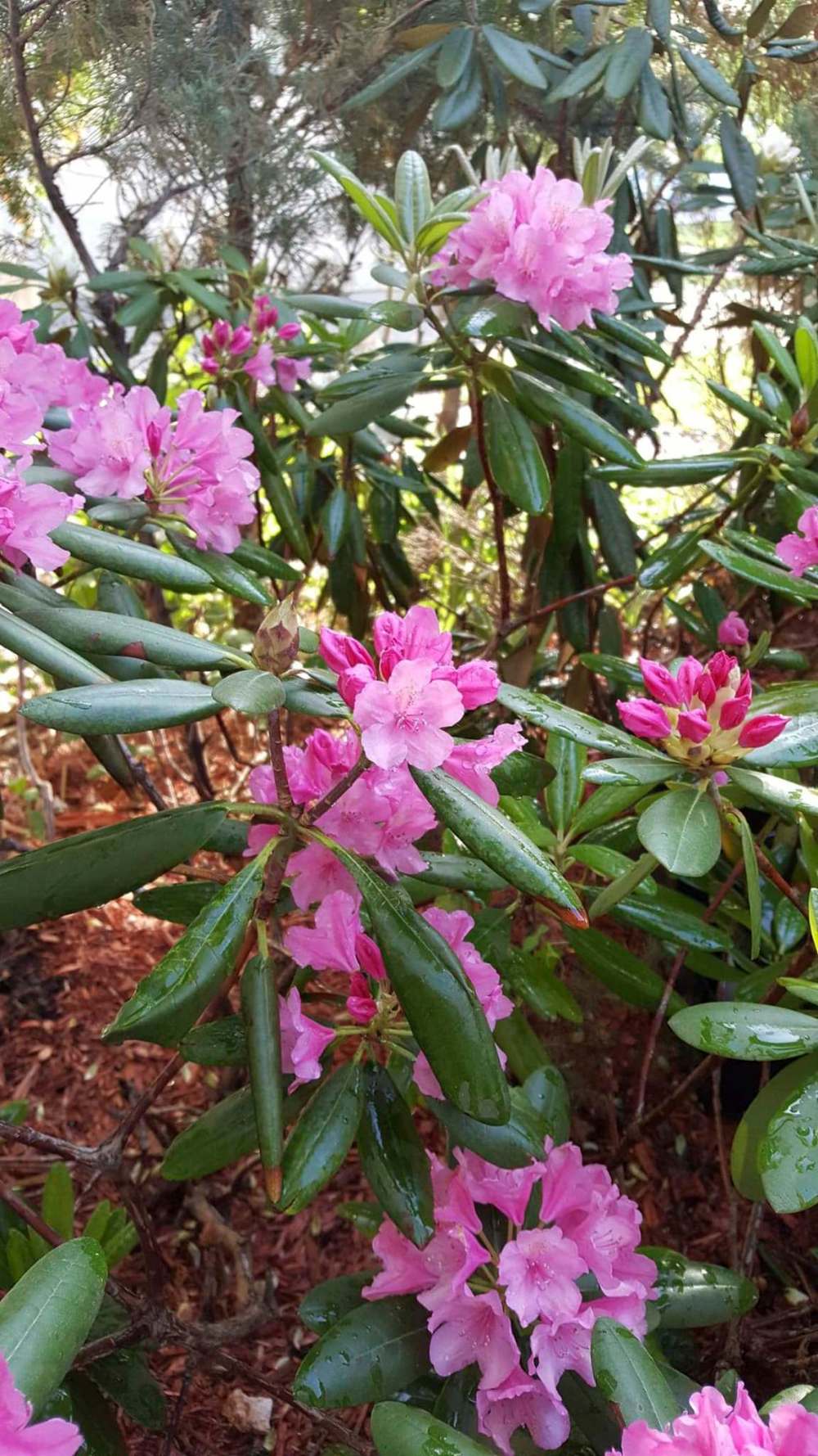 Ewa Tarsia
Haaga, an evergreen rhododendron, blooms reliably in Ewa Tarsia’s Winnipeg garden each spring.