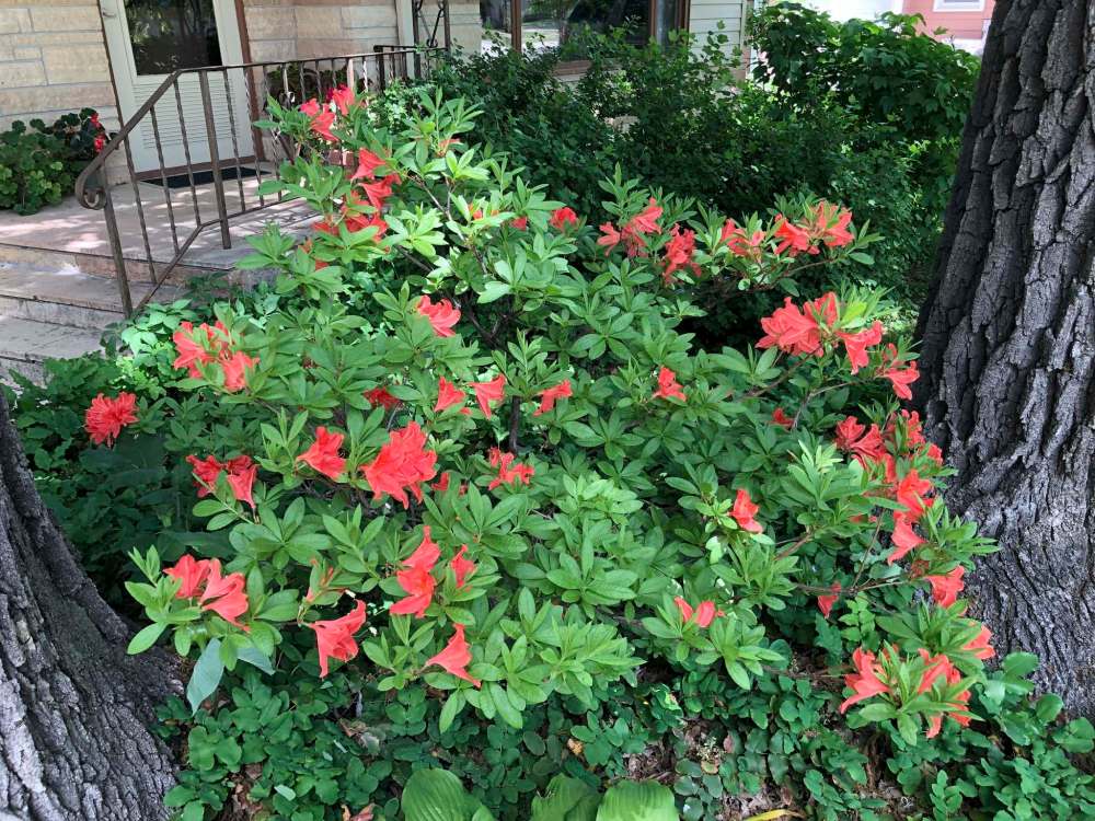 Todd West
New Fireflare Orange Mollis is a game-changing soil tolerant deciduous hybrid azalea from the breeding program at NDSU.