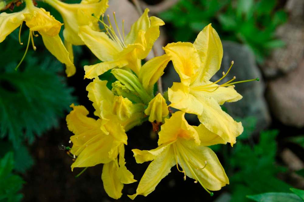 Becky Slater
The deciduous varieties in the Northern Lights Azalea series should be planted in well-drained soil.