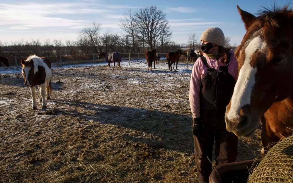 MIKE DEAL / WINNIPEG FREE PRESS
Sagehill Stables has relaunched its horse-leasing program, a fundraiser that allows individuals to contribute to a horse’s food and vet care.