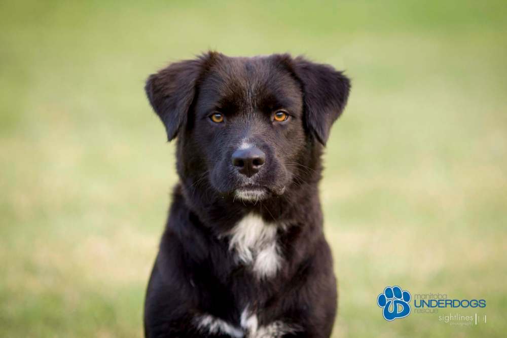 Sightlines Photography
Smuckers is a smart sweetheart looking for a childless home.