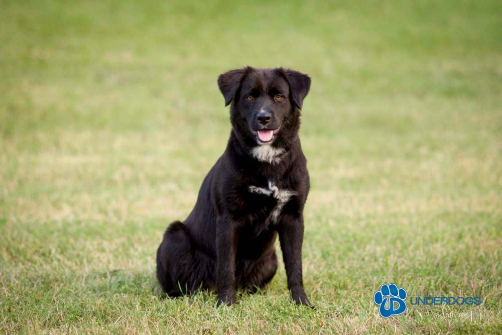 Sightlines Photography
Smuckers, a collie-terrier cross, is available for adoption through Manitoba Underdogs Rescue.