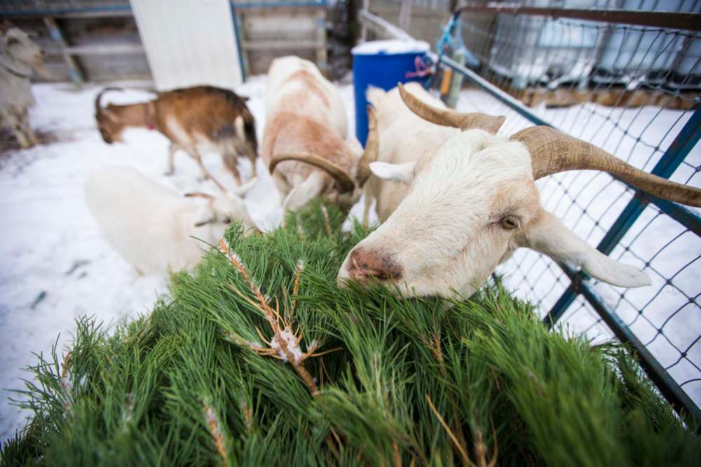 Second life for Christmas trees Winnipeg Free Press