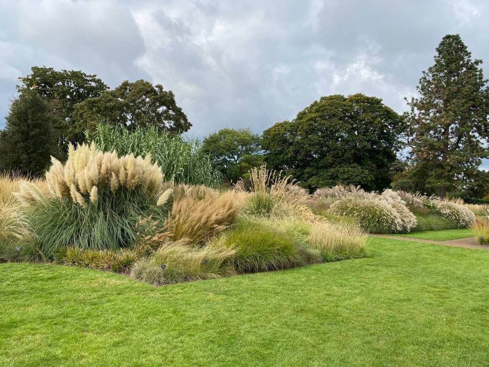 A breathtaking display of pampas grass at Kew Gardens.