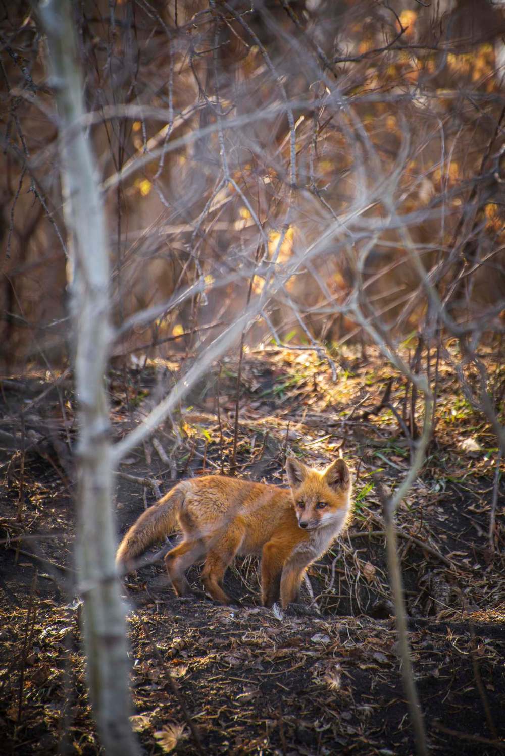 Kevin Kratsch photo
The foxes in Kevin Kratsch's yard near Lorette provided endless entertainment, but also inspiration for Kratsch's latest album, In Event of Moon Disaster.