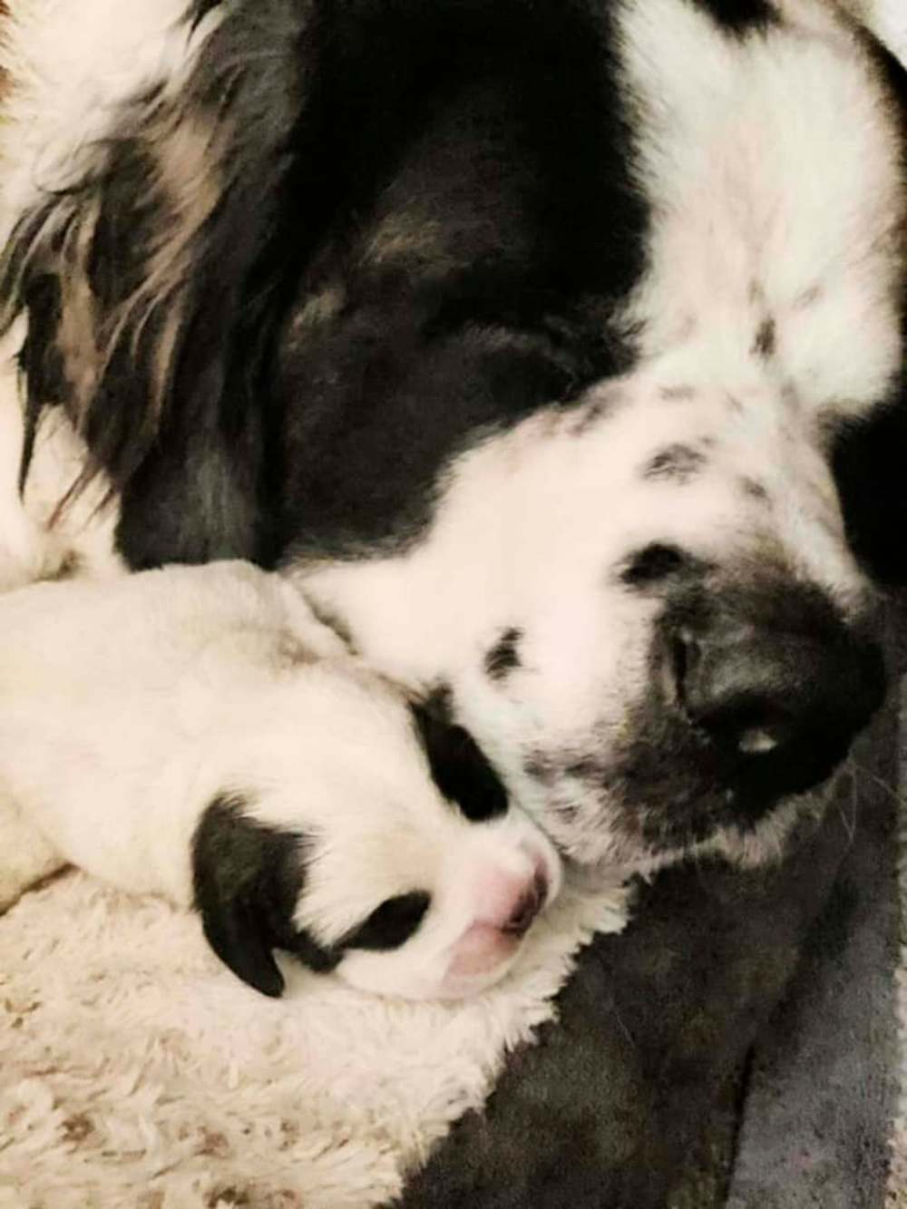 SUPPLIED
Two days after the fire, Kerri Stephens' dog, Diane, went into labour and gave birth to a single puppy — whom they named Finley in honour of their deceased pet.