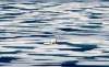 David Goldman / The Associated Press File
A polar bear on an ice floe in the Franklin Strait in the Canadian Arctic Archipelago.