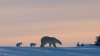 Merit Motion Pictures
A polar bear and her cubs during the filming of Kingdom of the Polar Bears in Churchill.