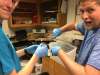 Glacial geomorphologist Andrew Christ (right), with geology student Landon Williamson, holds up the first twig spotted as they thawed and washed a sediment sample. (Paul Bierman / University of Vermont)