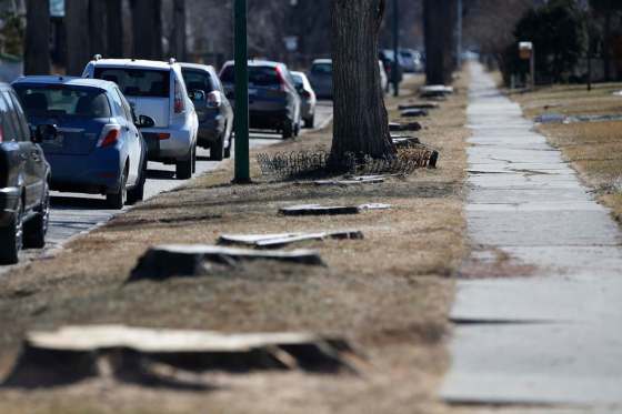 JOHN WOODS / WINNIPEG FREE PRESSTree stumps are all that remain of diseased trees that were cut down on the 700 block of Sherburn Street in Winnipeg Thursday.
