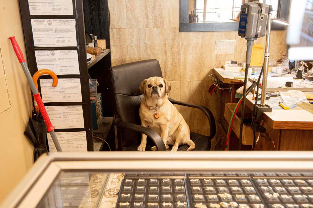 Ella the shop dog sits in her chair and keeps watch inside the store. (Mike Sudoma / Winnipeg Free Press)