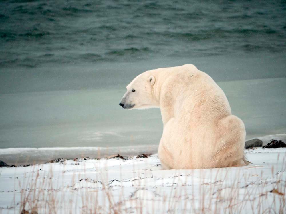 The expansion of Churchill’s polar bear tourism industry needs to be undertaken with caution, researchers warn, as Manitoba issued new tourism permits for a protected area east of the town for the first time in decades.
Kt Miller / Polar Bears International. (CNW Group/Polar Bears International)