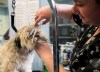 Owner Daiana Goldberger grooms a dog at You Lucky Dog Grooming during the COVID-19 pandemic in Mississauga on Tuesday, May 19, 2020. The Ontario government is allowing some services to reopen as part of phase one. THE CANADIAN PRESS/Nathan Denette