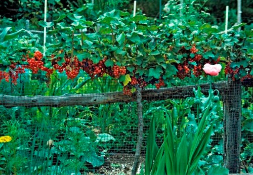 This undated photo shows a red currant espalier in New Paltz, N.Y. Red currant plants are especially easy to train and prune as decorative (and edible) espaliers. (Lee Reich via AP)