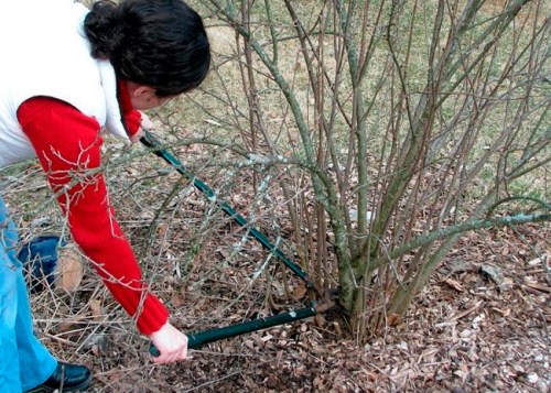 This undated photo shows clove currant, a fruiting shrub, being pruned in New Paltz, N.Y. Lopping some of the oldest stems to ground level each winter makes room for more fruitful young stems. (Lee Reich via AP)