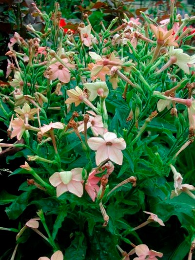 This undated photo shows jasmine tobacco growing in New Paltz, N.Y. Jasmine tobacco is valued as much for its fragrance as for the beauty of its blossoms. (Lee Reich via AP)