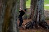 Kevin Na hits out of the trees on the 10th hole during the second round of the PGA Championship golf tournament at TPC Harding Park Friday, Aug. 7, 2020, in San Francisco. (AP Photo/Charlie Riedel)