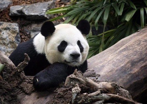 Da Mao, an adult male panda bear, looks on at the Calgary Zoo during the opening of its giant panda habitat, Panda Passage, in Calgary, Alta., Monday, May 7, 2018. THE CANADIAN PRESS/Jeff McIntosh