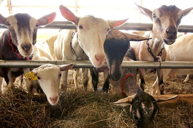 Dairy goats stand in a barn at Joneslan Farm, May 13, 2021, in Hyde Park, Vt. The farm sold its dairy cows and switched to goats, delivering its first goat milk in February to Vermont Creamery owned by Land O' Lakes for cheese making. (AP Photo/Lisa Rathke)