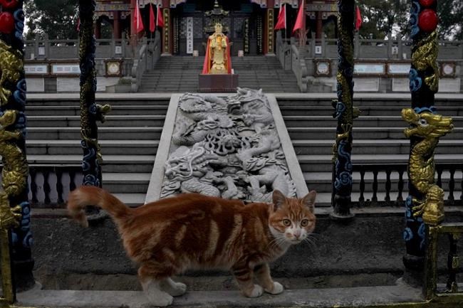 A cat pauses to look at visitors to a temple in Wuhan in central China's Hubei province on Feb. 9, 2021. A joint WHO-China study on the origins of COVID-19 says that transmission of the virus from bats to humans through another animal is the most likely scenario and that a lab leak is