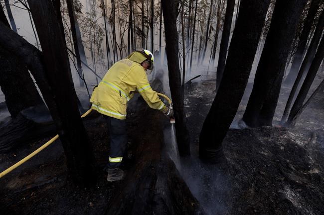 A firefighter manages a controlled burn near Tomerong, Australia, Wednesday, Jan. 8, 2020, in an effort to contain a larger fire nearby. Around 2,300 firefighters in New South Wales state were making the most of relatively benign conditions by frantically consolidating containment lines around more than 110 blazes and patrolling for lightning strikes, state Rural Fire Service Commissioner Shane Fitzsimmons said. (AP Photo/Rick Rycroft)