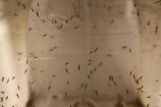 CPThe number of mosquitos trapped by Winnipeg's insect control branch have been trending higher than expected in recent weeks and the criteria for fogging was met Thursday with a city-wide average of 44 mosquitoes, with numbers highest around parks. (Josh Replogle / Canadian Press files)