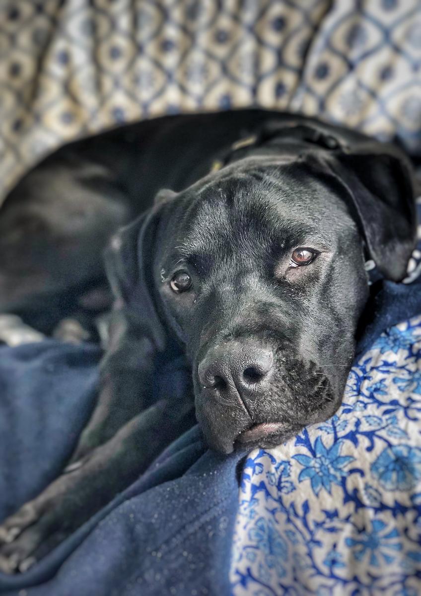 A Toronto charity claimed it was sending rescue dogs to the east coast