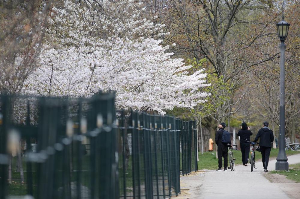 This year’s cherry blossom rules show how much we’ve learned about