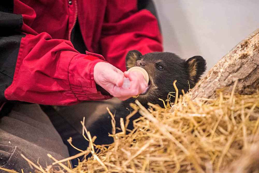 MIKAELA MACKENZIE / WINNIPEG FREE PRESS
Judy Stearns gives the cub its first feeding at the black bear rehabilitation centre near Stonewall on Sunday, April 25, 2021. For Eva Wasney story.
Winnipeg Free Press 2020.