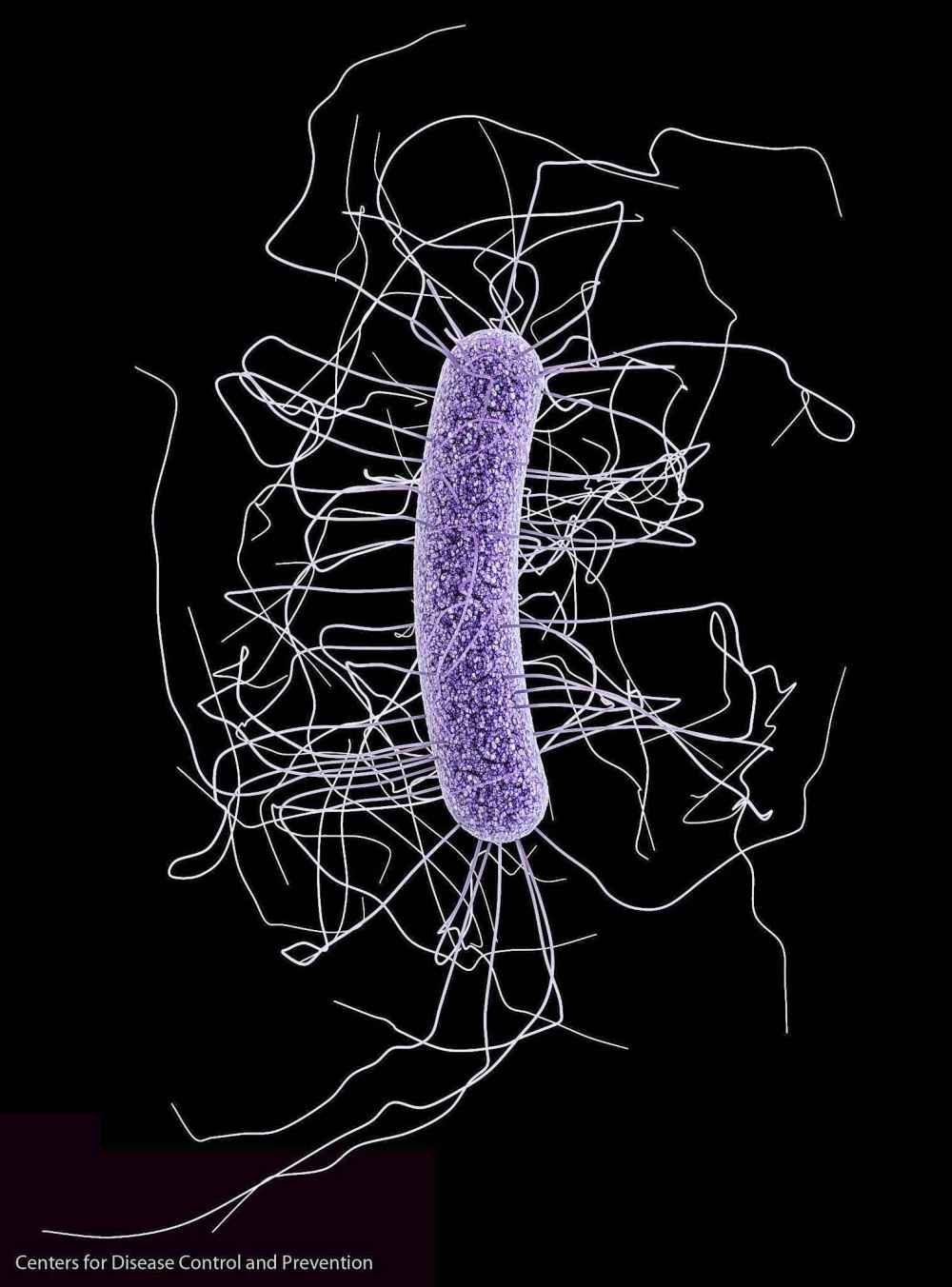 A medical illustration of Clostridium difficile bacterium. (Centers for Disease Control and Prevention / Associated Press files)