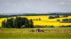 China lifts three-year ban on Canadian canola producers that followed Meng Wanzhou detention