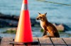 A mother fox waits for a gap to go hunting by her den at the boardwalk by Lake Ontario in Toronto on Friday May 29, 2020. The City of Toronto has erected fencing and has bylaw officers on duty to protect the family of foxes from interference. THE CANADIAN PRESS/Frank Gunn