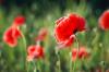 - Dreamstime
The poppy is the symbol of Remembrance Day.