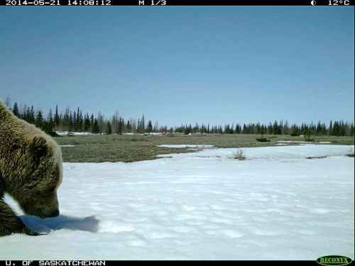DOUG CLARK PHOTO

A grizzly is caught on a trail cam.