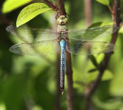 Joe Bryksa / Winnipeg Free Press
Winnipeg's best friend, the dragonfly takes a break at The English Gardens in Assiniboine Park Wednesday. A dragonfly can eat  food equal to its own weight in 30 minutes.