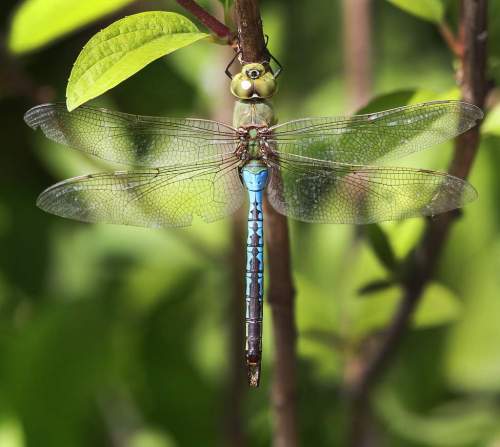 Joe Bryksa / Winnipeg Free Press
Winnipeg's best friend, the dragonfly takes a break at The English Gardens in Assiniboine Park Wednesday. A dragonfly can eat  food equal to its own weight in 30 minutes.