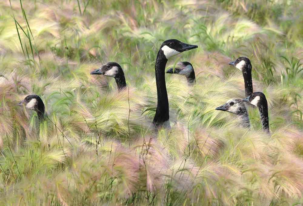 One of the photos Joe took during his goose-a-day photo challenge during the month of June in 2012. These geese were in the long grass in the Tuxedo Business Park.