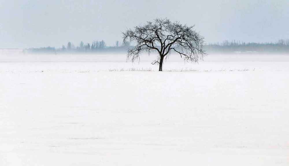 A tree near Hyw. 236 sits in winter's grasp in January 2013.